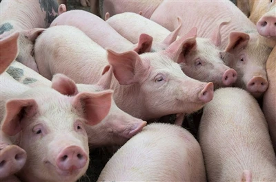 Punti chiave per regolare la nutrizione dell'alimentazione delle scrofette
